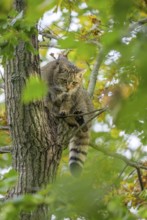 European wildcat or forest cat (Felis silvestris) in the wildcat enclosure at the Thayatal National