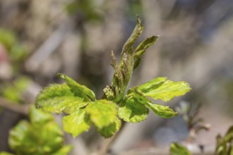 Freshly sprouted leaves and flower buds of Sambucus nigra (Sambucus nigra), Saxony, Germany, Europe