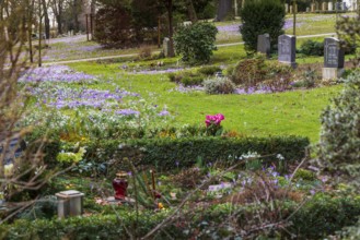 Crocuses (crocus) bloom between the graves at the Trinitatisfriedhof cemetery in Riesa, Saxony,