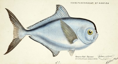 Bream mackerel, Brama brama, a fish of the sea bream family, fish, reproduction of an original, by