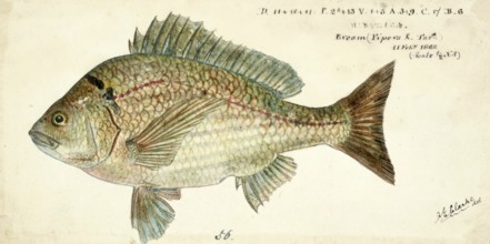 Southern black bream, Acanthopagrus butcheri, black Bream, fish, reproduction of an original, by