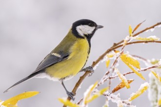 Great tit (Parus major), sitting on a branch, Terfens, Tyrol, Austria, Europe