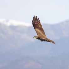 Black kite (Milvus migrans), flight photo, blue sky, Hides De Calera / Steppe Raptors, Nussloch,