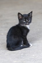 Domestic cat, 8-week-old kitten, Vulkaneifel, Rhineland-Palatinate, Germany, Europe