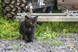 Domestic cat, 8-week-old kitten, Vulkaneifel, Rhineland-Palatinate, Germany, Europe