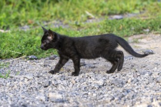 Domestic cat, 8-week-old kitten, Vulkaneifel, Rhineland-Palatinate, Germany, Europe