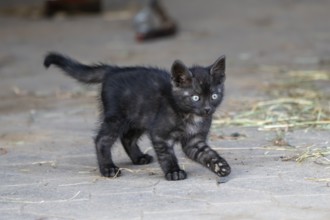 Domestic cat, 8-week-old kitten, Vulkaneifel, Rhineland-Palatinate, Germany, Europe