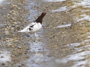 Willow ptarmigan (Lagopus lagopus) male in summer plumage, displaying, walking across snow covered