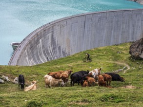 Herd of cows and single mountain bike, dam of the Moiry lake, Lac de Moiry, Valais, Switzerland,