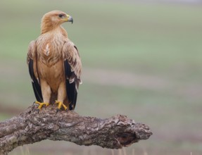 Spanish imperial eagle (Aquila adalberti), El Millaron Imperial Eagle Hid, Salorino, Extremadura