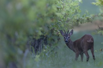 Roebuck in summer, leaf time, Wittlich, Rhineland-Palatinate, Germany, Europe