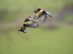 European Goldfinch (Carduelis carduelis), two adult male birds fighting and squabbling in flight,