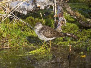 Wood Sandpiper (Tringa glareola), resting at the edge of a marsh, June, Finnmark, Norway, Europe