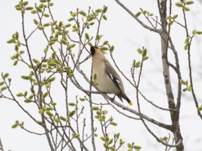 Bohemian waxwing (Bombycilla garrulus) feeding on Willow catkins, (Salix sp.), May, Finnish Lapland