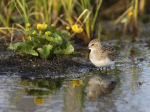 Temminck's Stint (Calidris temminckii), foraging at edge of stream, Finnmark, Norway, Europe