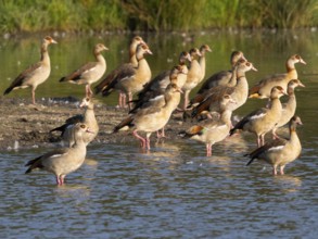 Egyptian goose (Alopochen aegyptiacus), flock of adult and immature birds, resting at the side of a