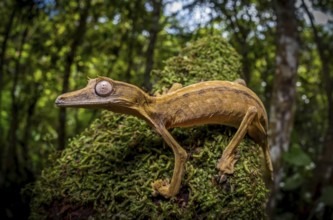 Leaf-tailed gecko (Uroplatus lineata) in the rainforests of Marojejy National Park in north-east