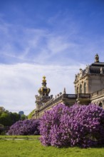 The lilacs bloom magnificently at the Zwinger moat, Dresden, Saxony, Germany, Europe