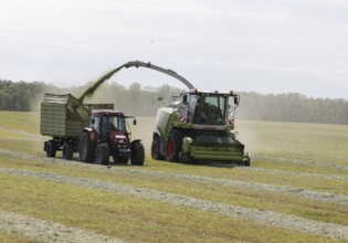 Forage harvesting on an organic farm A forage harvester transports the chopped forage grass into a