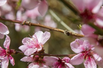 Peach blossoms about 3 weeks earlier this year, Rippien, Saxony, Germany, Europe