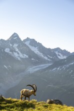 Alpine ibex (Capra ibex), adult male, in front of a mountain landscape in the morning light, behind