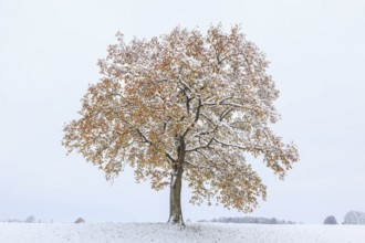 Autumn-coloured tree, snowfall, snow, autumn, Loisach-Lake Kochel moor, Alpine foothills, Bavaria,