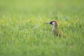 Green woodpecker (Picus viridis), young bird foraging in meadow, Rosensteinpark, Stuttgart,