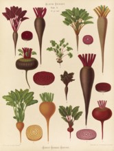 Vegetables, beetroot and turnips, after Ernst Samuel Benary (10 November 1819, 19 February 1893),