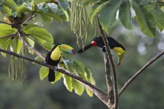 Fishing toucan (Ramphastos sulfuratus), Costa Rica, Central America