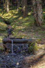 A forest path with a small fountain, illuminated by the sun's rays, Neukirchen am Großvenediger,