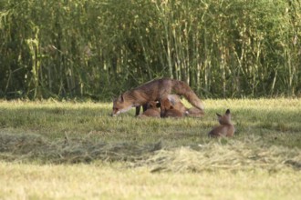 Red fox (Vulpes vulpes) female with young on a mown meadow, Allgäu, Bavaria, Germany Allgäu,