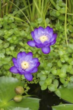 Blue-purple coloured tropical water lilies in a garden pond, Gigantea Dark Purple, water lily,