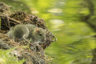 A juvenile Norway rat (Rattus norvegicus) sitting on the bank of a stream, Hesse, Germany, Europe