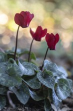 Cyclamen hederifolium or Neapolitan cyclamen (Cyclamen hederifolium), Emsland, Lower Saxony,