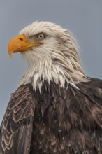 Bald eagle, Haliaeetus leucocephalus, portrait, adult, winter, Homer, Alaska, USA, North America