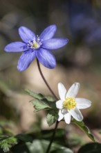 Liverwort (Hepatica nobilis) and wood anemone (Anemone nemorosa), North Rhine-Westphalia, Germany,