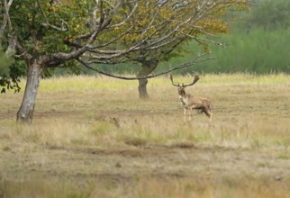 Fallow deer (Cervus dama), male, rut, Hesse, Germany, Europe