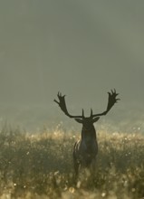 Fallow deer (Cervus dama), male, rut, Hesse, Germany, Europe