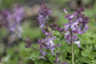 Hollow larkspur (Corydalis cava), Bad Iburg, Lower Saxony, Germany, Europe