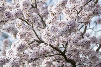 Japanese cherry (Prunus serrulata), Province of Drenthe, Netherlands