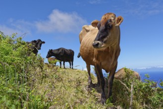 Curious cow looking into the camera on a green meadow at the crater rim of Caldeira das Sete