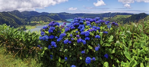 Clear view of the crater lake Lagoa Azul with a steep edge, in the focus is a bush of blue