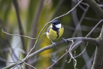 Great tit (Parus major), sitting on a branch, Baden-Württemberg, Germany, Europe