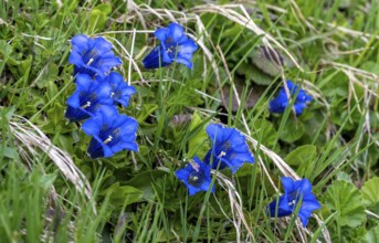 Stemless gentian (Gentiana clusii) Lime gentian, flowering in a mountain meadow, Zillertal Alps,