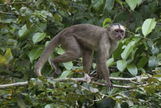 White fronted capuchin, Cebus albifrons, Amazon basin, Brazil, South America