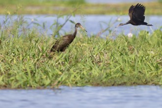 Limpkin, Aramus guarauna, walking on floating grass, Amazon Basin, Brazil, South America