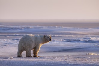 Polar bear (Ursus maritimus), standing in the snow, evening light, pack ice, Kaktovik, Arctic