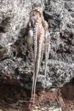 Caught octopus (Lanzarote, Canary Islands, Spain)