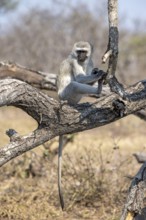 Vervet monkey (Chlorocebus) sitting on a branch, Kruger National Park, South Africa, Africa