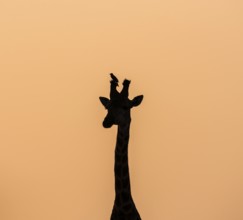 Southern giraffe (Giraffa giraffa giraffa) with oxpecker (Buphagus) on the horn, animal portrait,